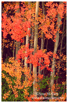 Aspen trees in Autumn, Alaska Hwy, Yukon Territory